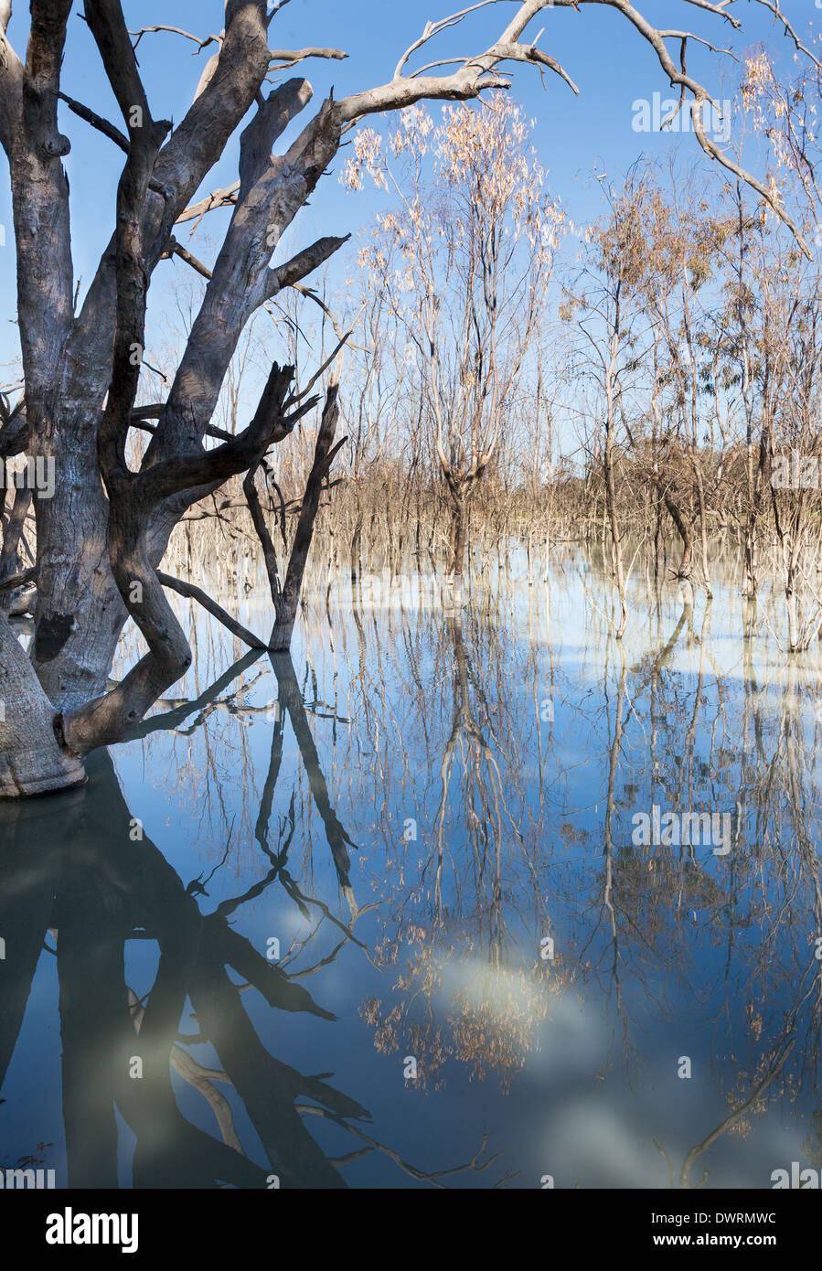 Une réflexion parfaite Menindee lakes australie Banque D'Images