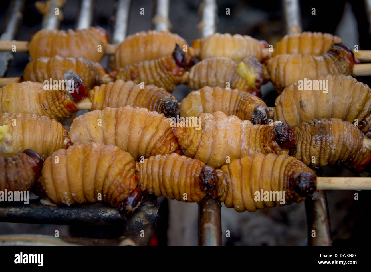 Les larves du charançon du palmier comestible (Rhynchophorus phoenicis) de l'Amazone Banque D'Images