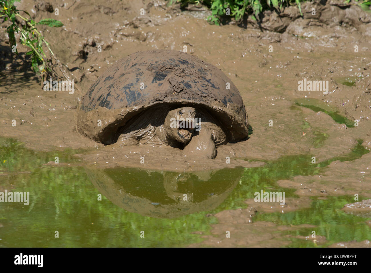 Boue tortue géante des Galapagos (Geochelone Elephantopus) Banque D'Images