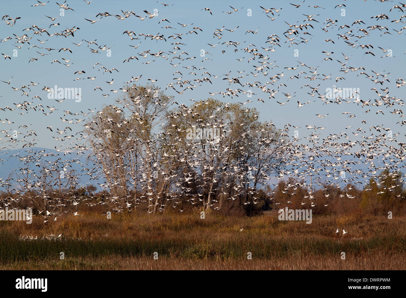 Troupeau d'oies des neiges à Sacramento Wildlife Refuge, Californie Banque D'Images