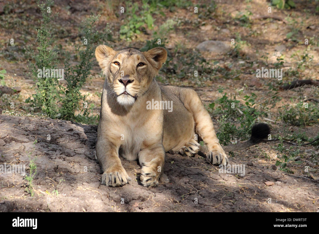 Lion indienne Banque D'Images