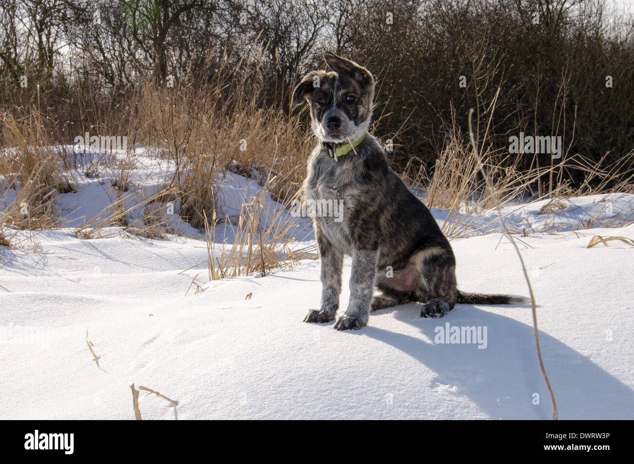 Un chiot dans la neige Banque D'Images