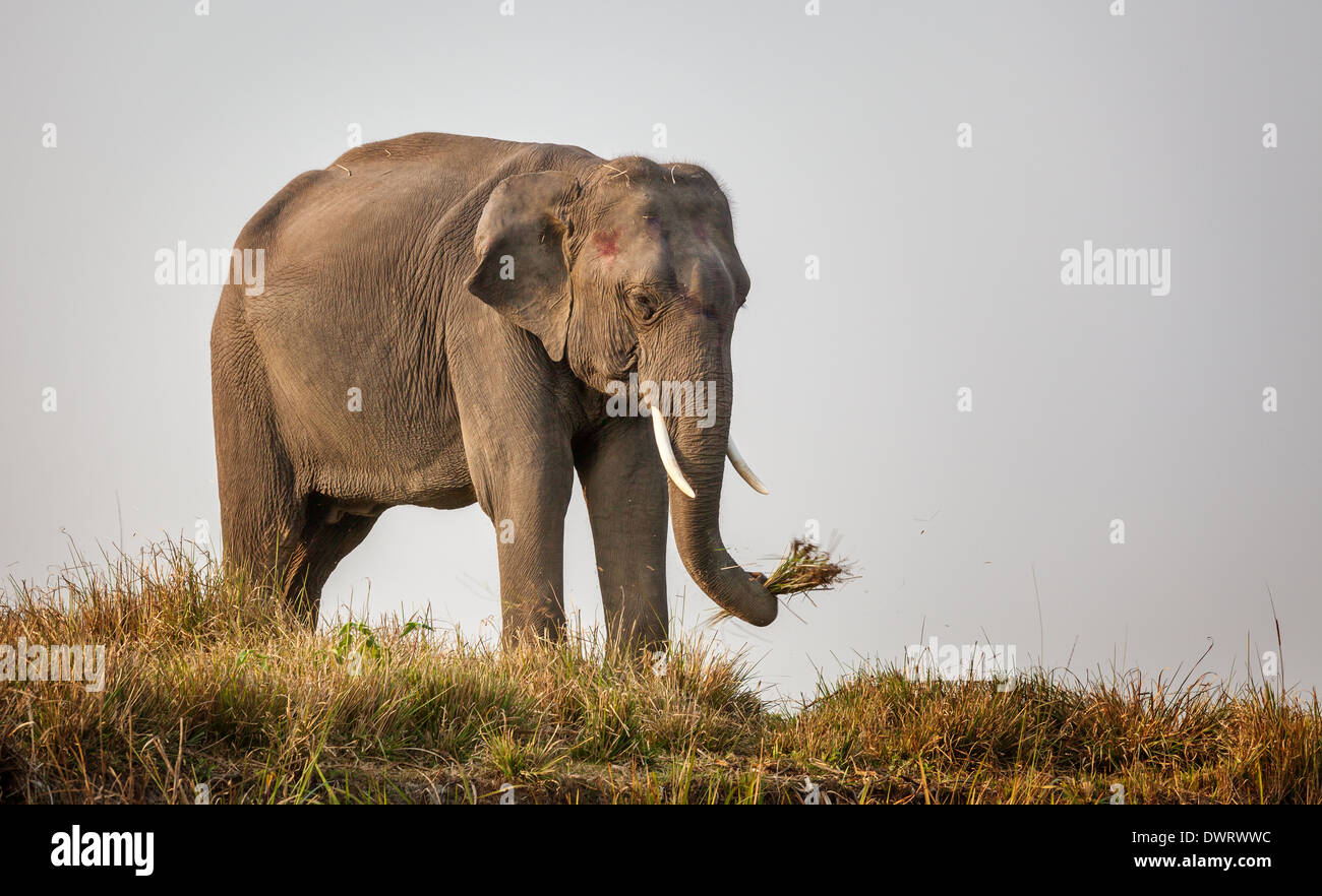 L'éléphant indien (Elephas maximus indicus), Parc national de Kaziranga, Assam, Inde Banque D'Images