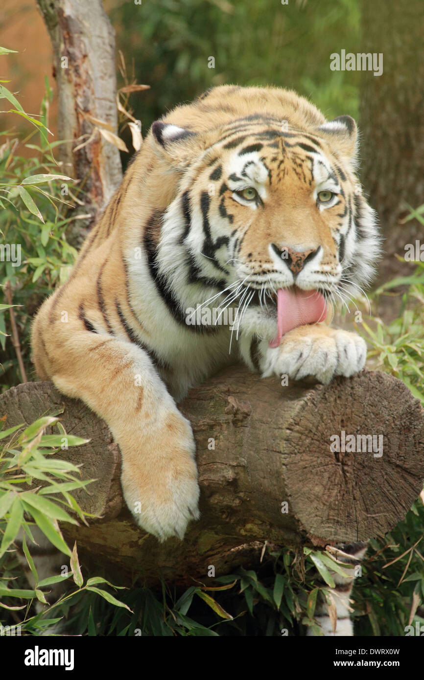 Tigre Banque D'Images