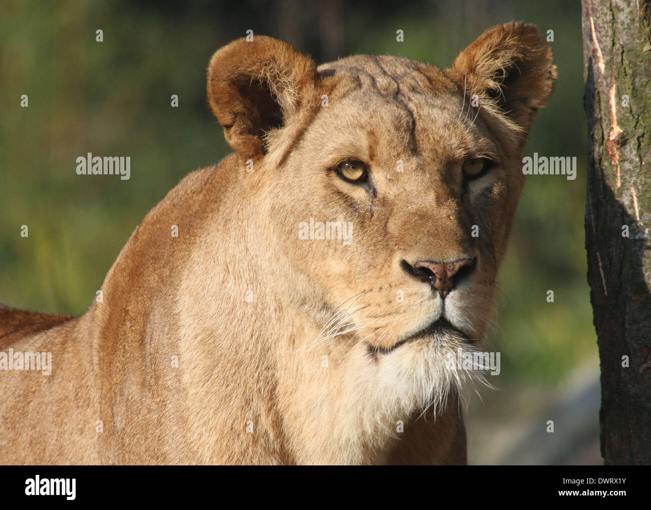 Close-up a la tête d'une femelle adulte lion (Panthera leo) Banque D'Images