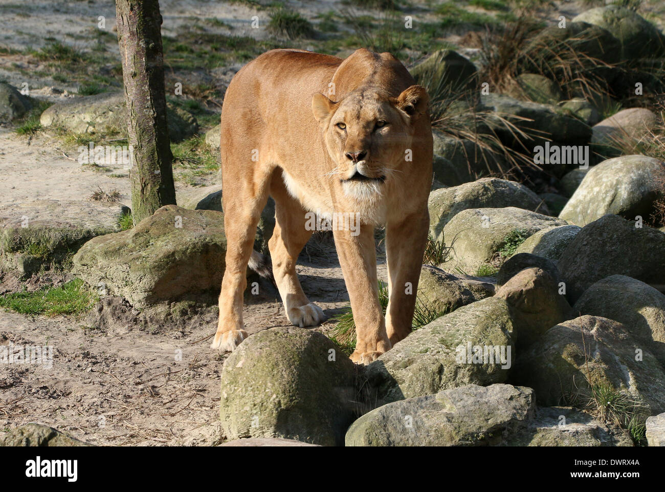 Close-up une lionne (Panthera leo) dans l'établissement du zoo Banque D'Images