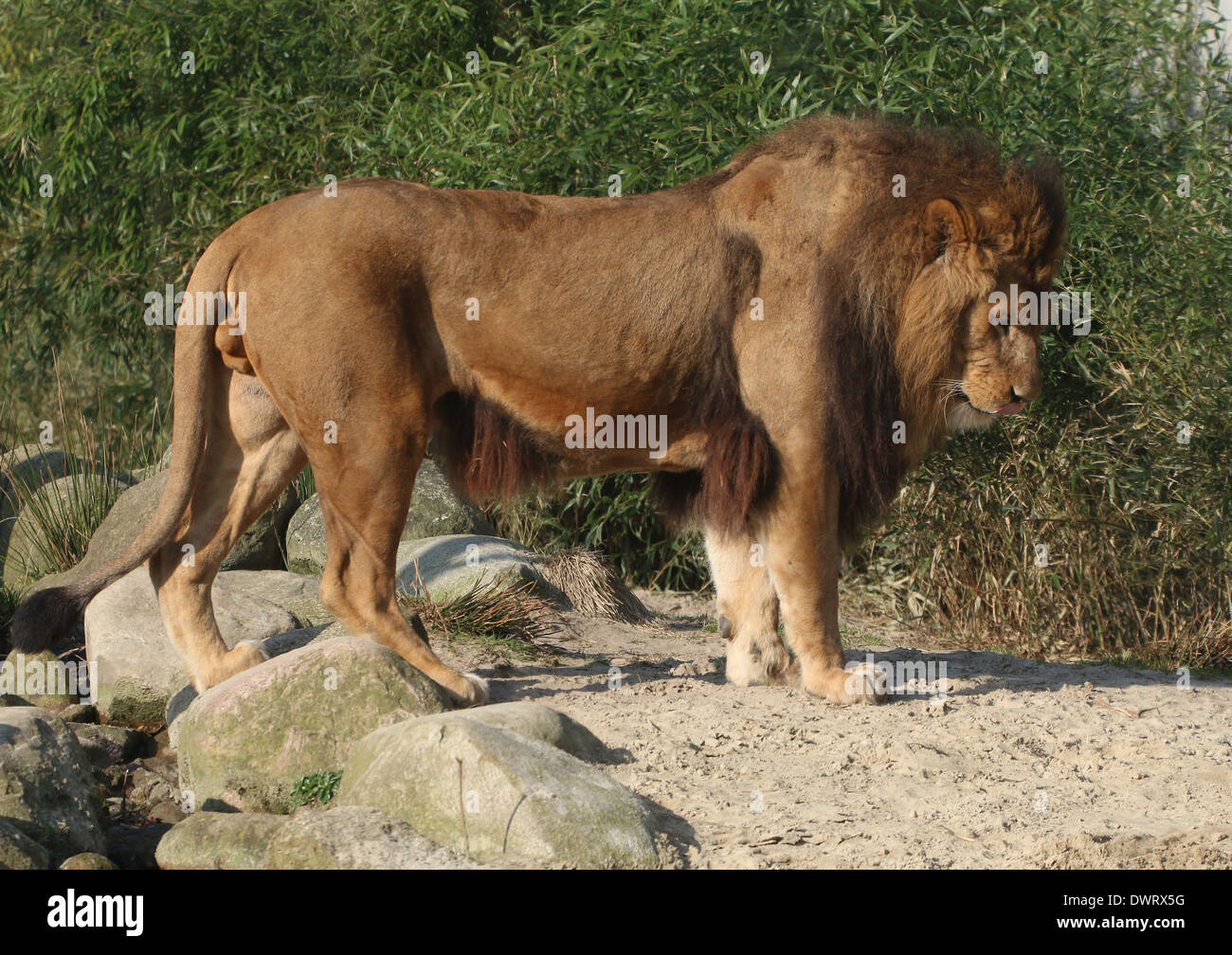 Close-up un lion (Panthera leo) dans le profil Banque D'Images