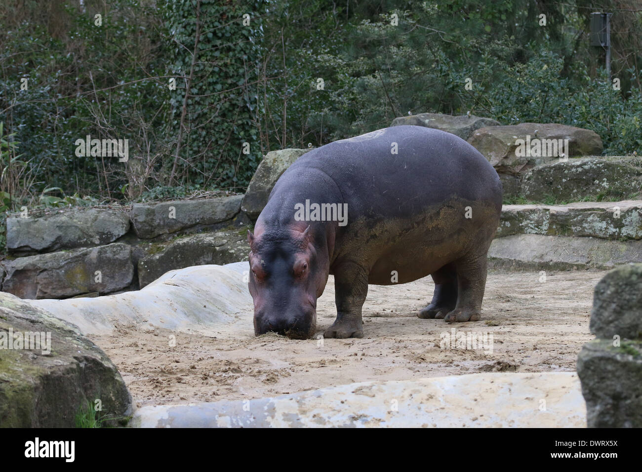 Hippopotame (Hippopotamus amphibius) close-up, le pâturage Banque D'Images