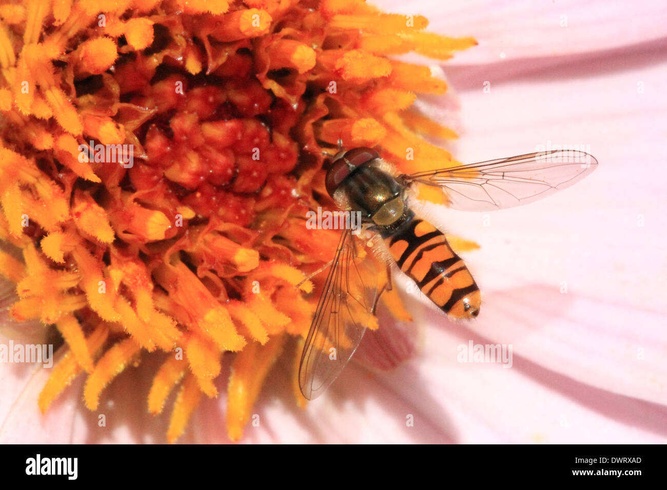 Wasp, insecte Fleur, Macro, Nature, Close-up Banque D'Images