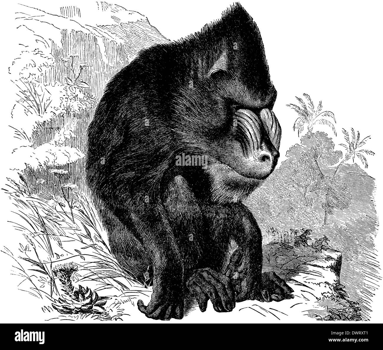 Mandrill Banque D'Images