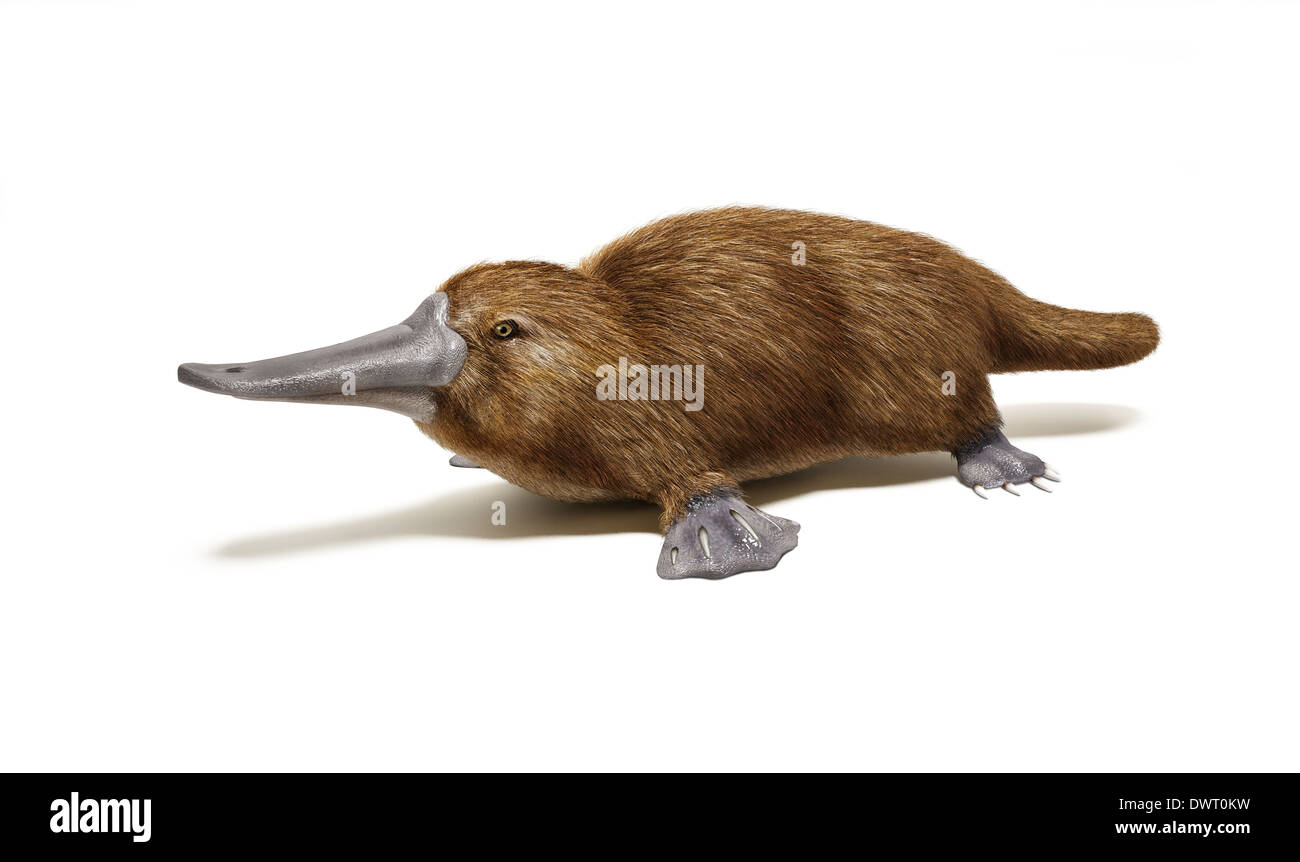 Platypus animal à bec de canard. Sur fond blanc avec ombre portée. Banque D'Images