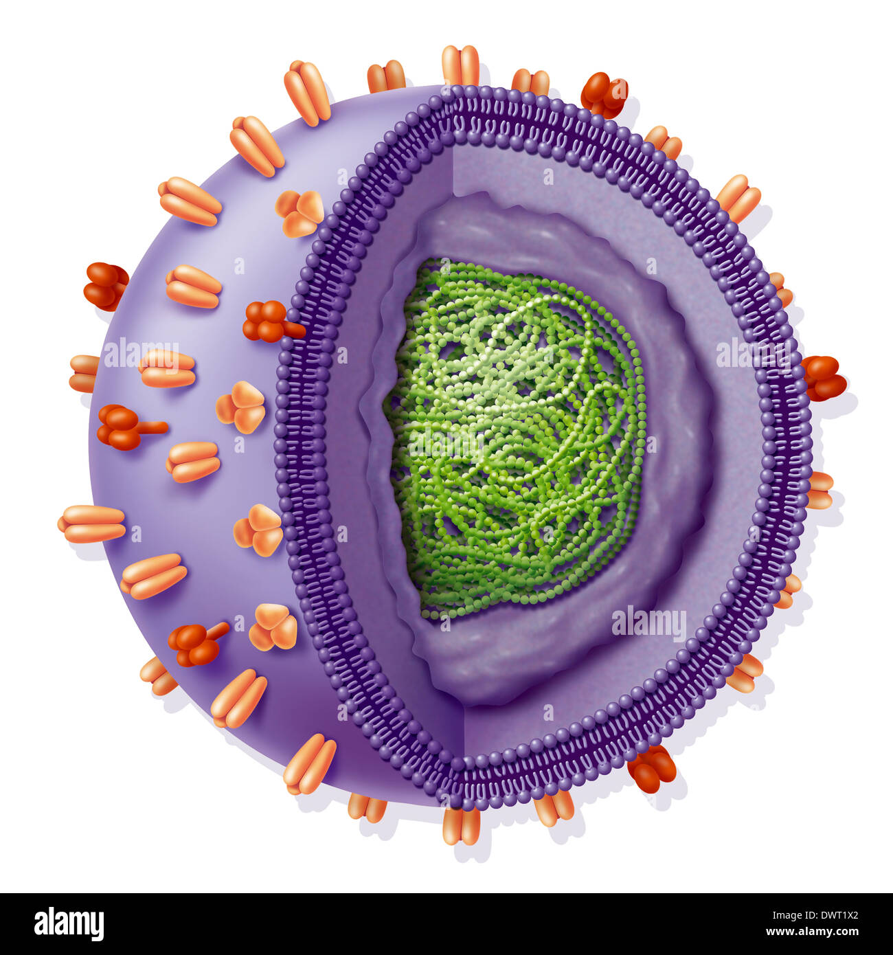 Les virus influenza, dessin Banque D'Images