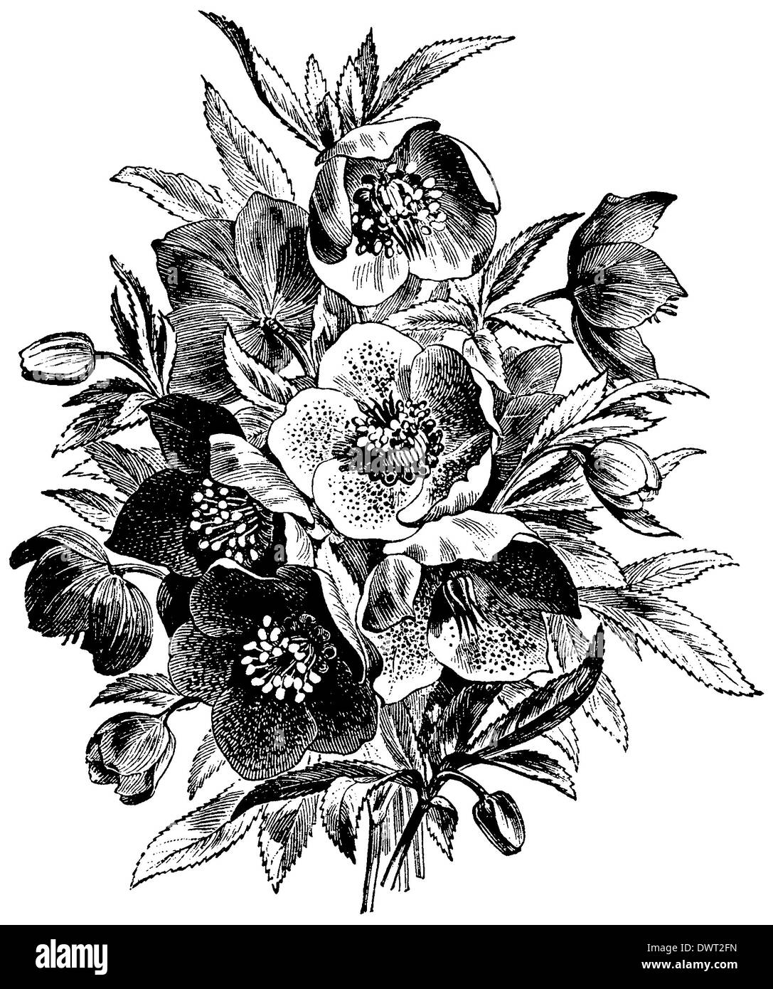 Ellébore Banque D'Images