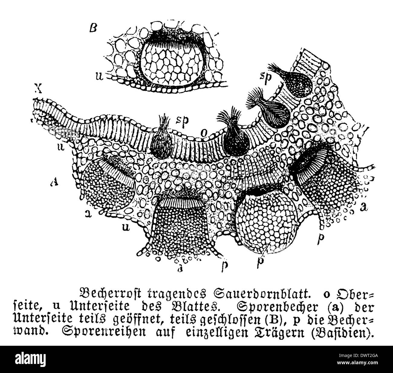 Ergot de seigle Banque D'Images Ergot de seigle Banque D'Images