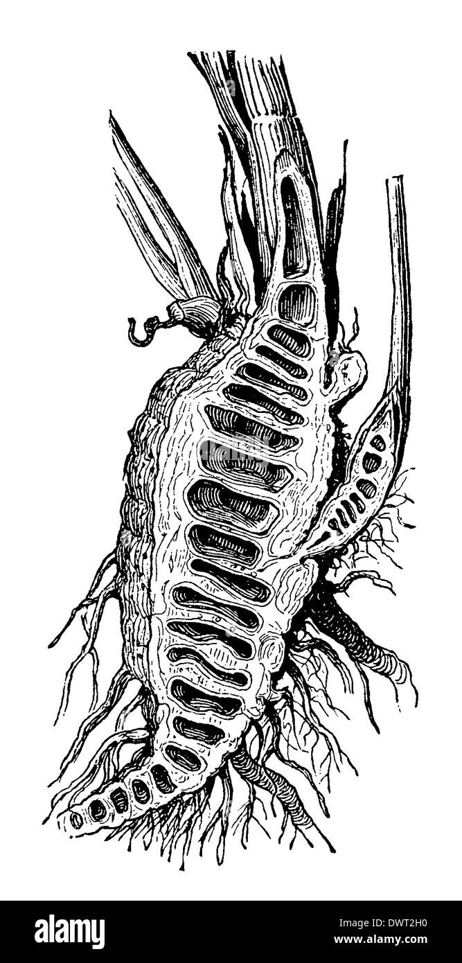 La pruche de l'eau : section longitudinale à travers le rhizome Banque D'Images