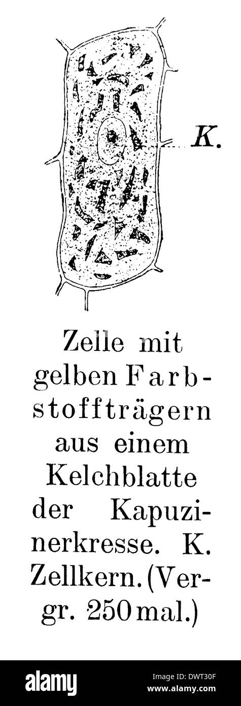 Les cellules de la plante à la chlorophylle Banque D'Images