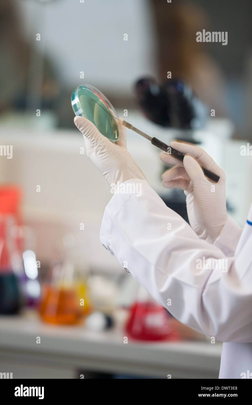 Scientist examining petri dish Banque D'Images