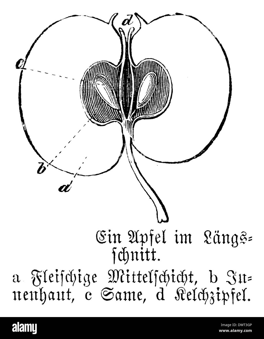 Fruits : Pomme, section longitudinale Banque D'Images