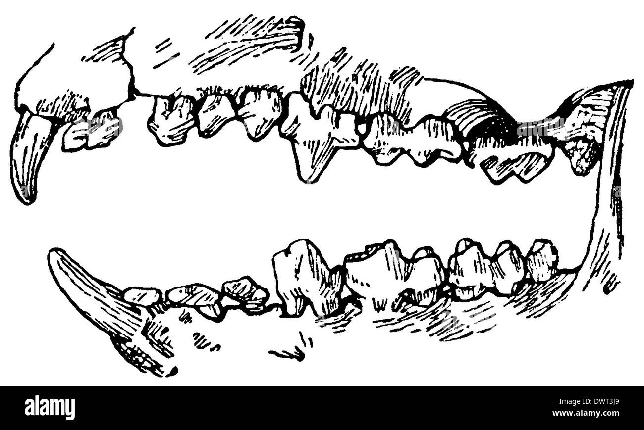 La Dentition H risson Photo Stock Alamy la-dentition-h-risson-photo-stock-alamy