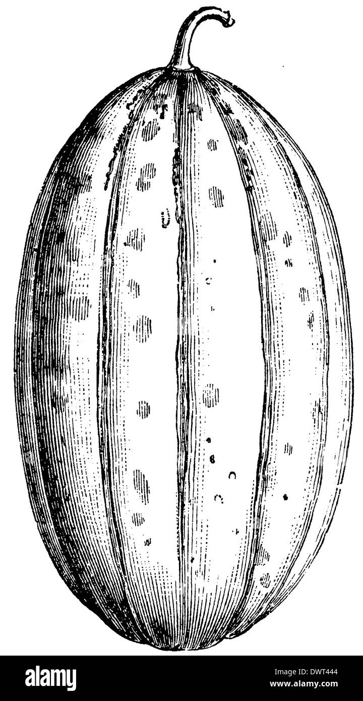 Variétés de melon : Long Moscatello Banque D'Images