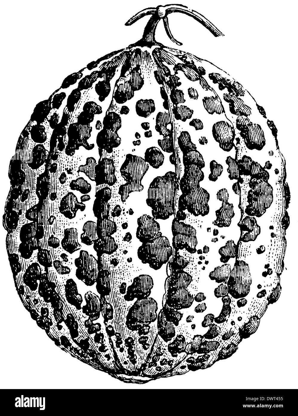 Variétés de melons cantaloups d Alger : Banque D'Images