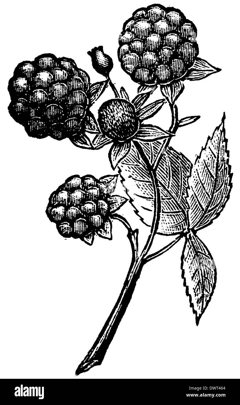 Dessin de framboise Banque de photographies et d’images à haute