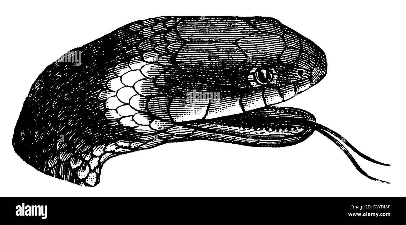 Illustration de serpent vintage Banque d'images détourées - Alamy