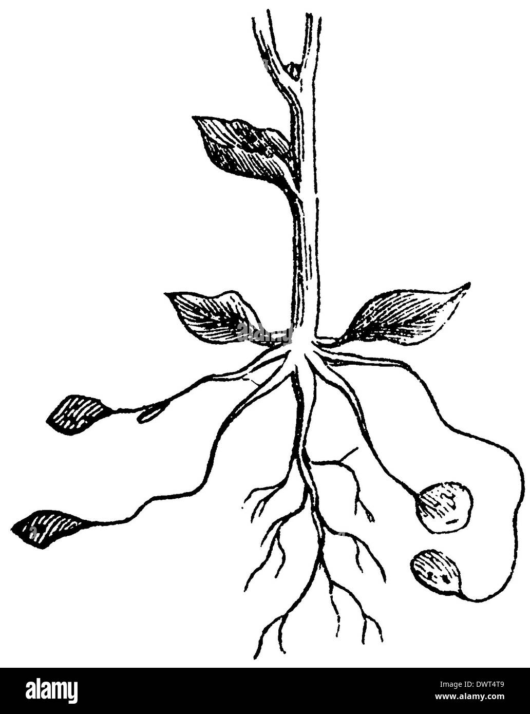 Dessin pomme de terre Banque de photographies et d’images à haute