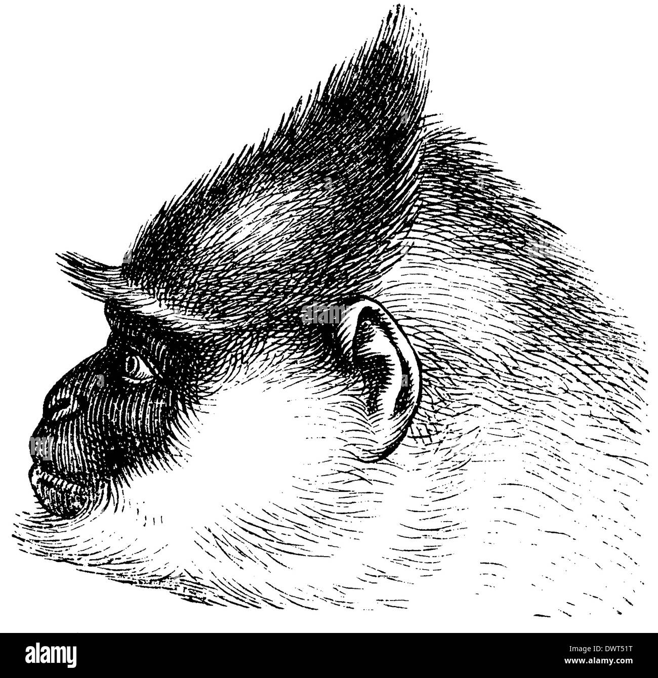 Langur Banque D'Images Langur Banque D'Images