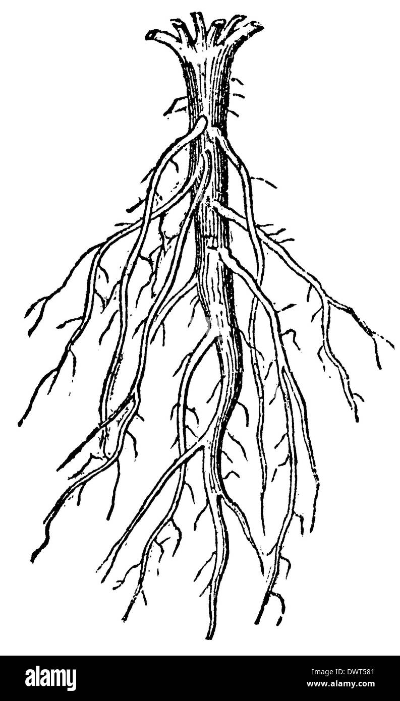 Racine pivotante Banque de photographies et d’images à haute résolution Alamy