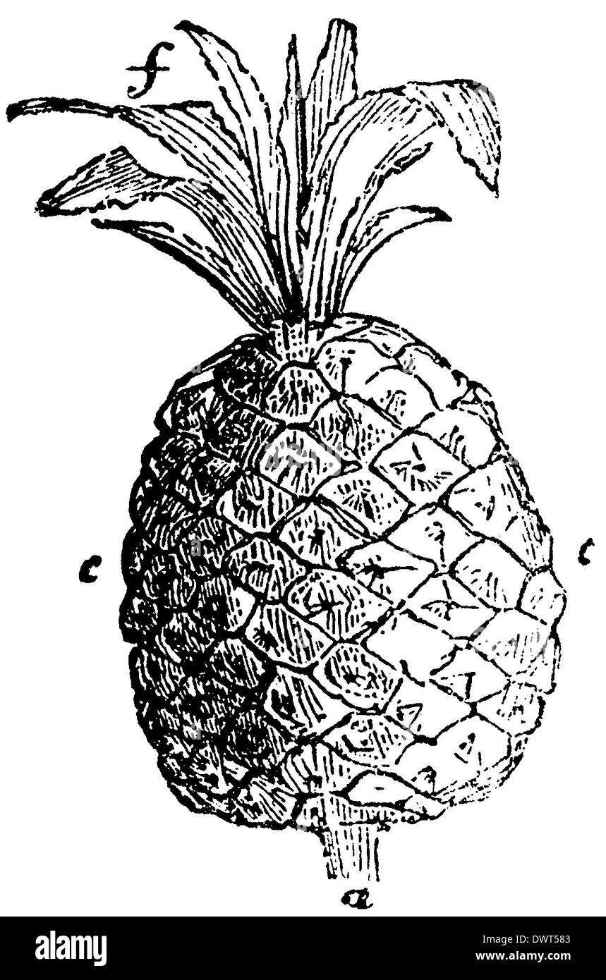 Ananas gravure Banque de photographies et d’images à haute résolution