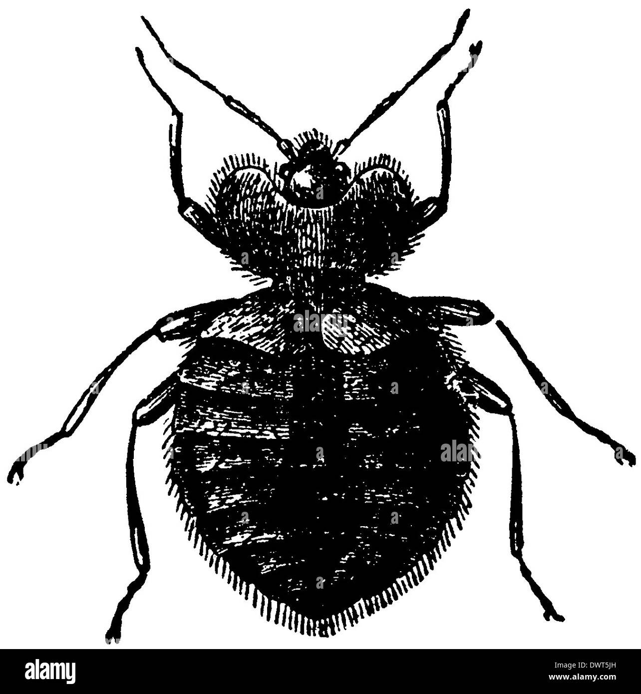 Punaise de lit Banque d'images noir et blanc Alamy — free download