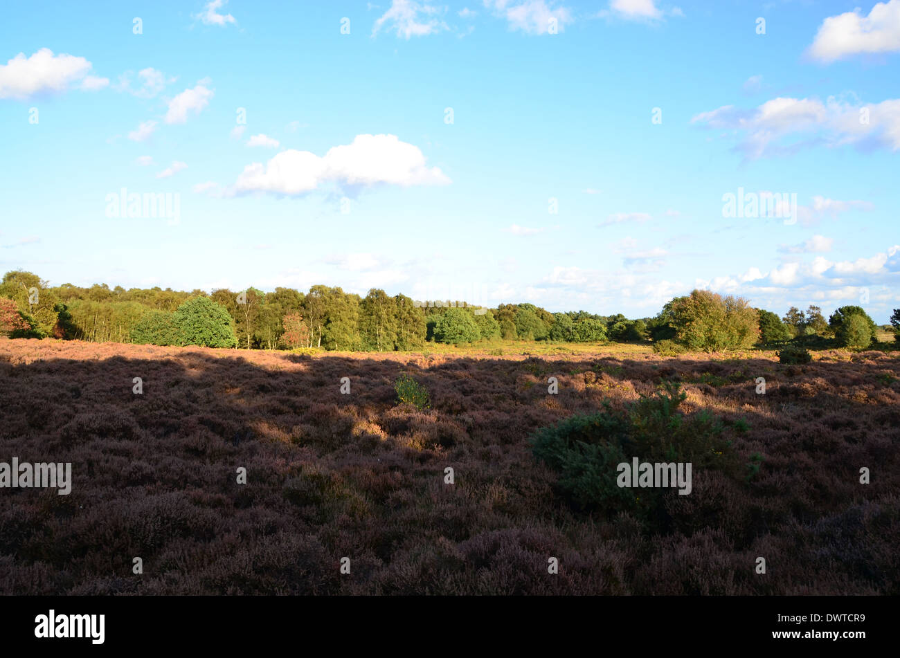 Dunwich Heath Banque D'Images