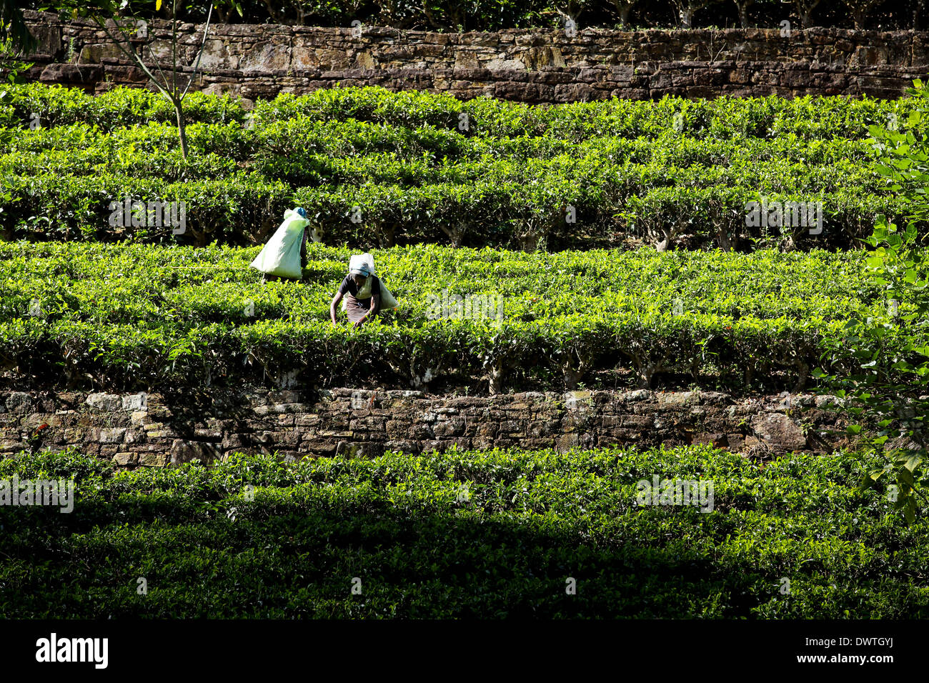 Les cueilleurs de thé feuilles épaisses à plantation dans Maskeliya, Sri Lanka Banque D'Images