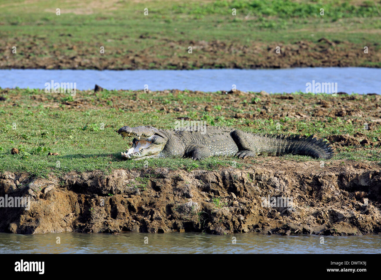 Crocodile énorme au soleil à côté de points d'eau dans le parc national de Udawalawe Banque D'Images