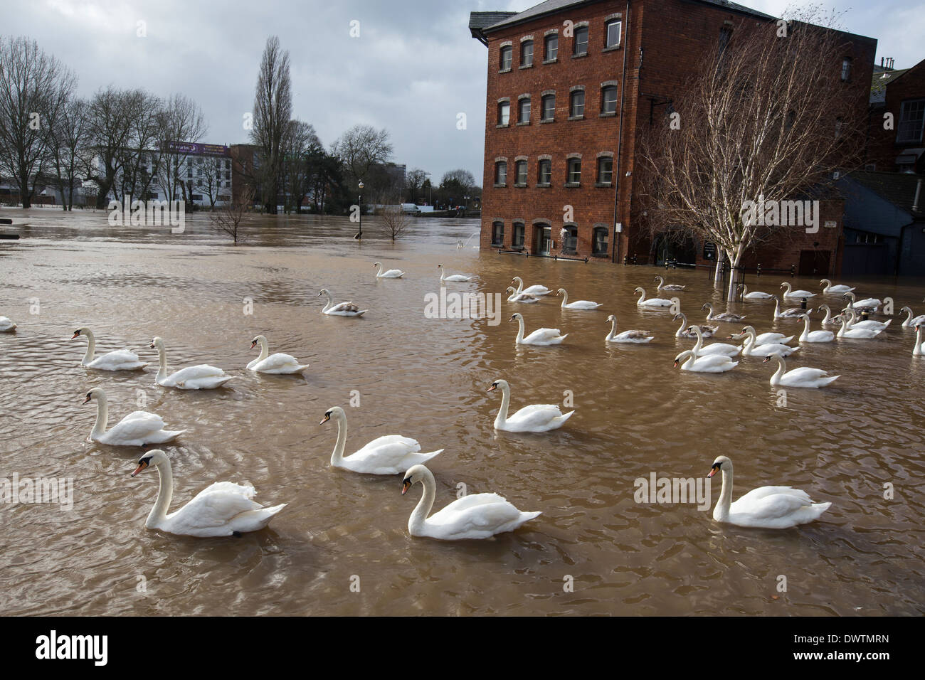 Cygnes nageant à l'eau d'inondation dans le centre-ville de Worcester, Royaume-Uni. La rivière Severn éclater ses banques, après de fortes pluies. Banque D'Images