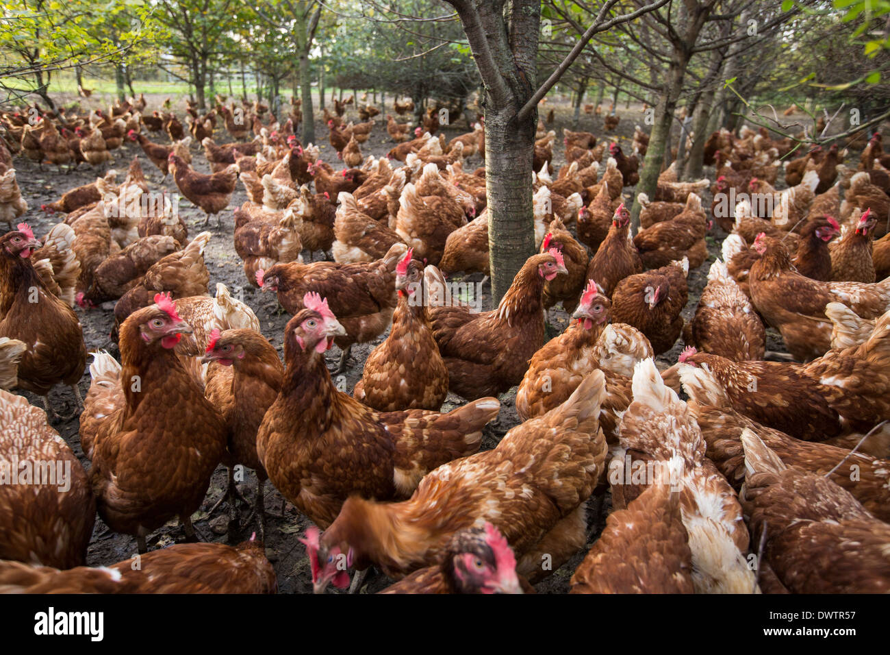 Poules dans une ferme dans le Leicestershire, UK Banque D'Images