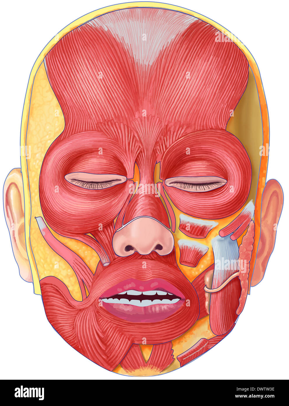 Dessin visage musculaire Banque D'Images