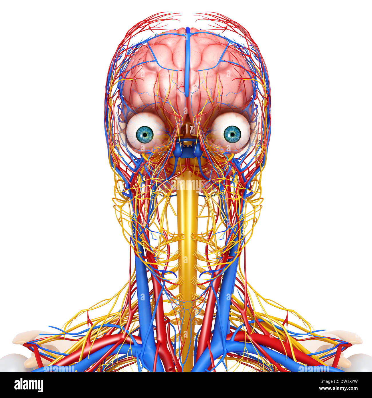 Système nerveux périphérique cou tête dimensions Banque D'Images