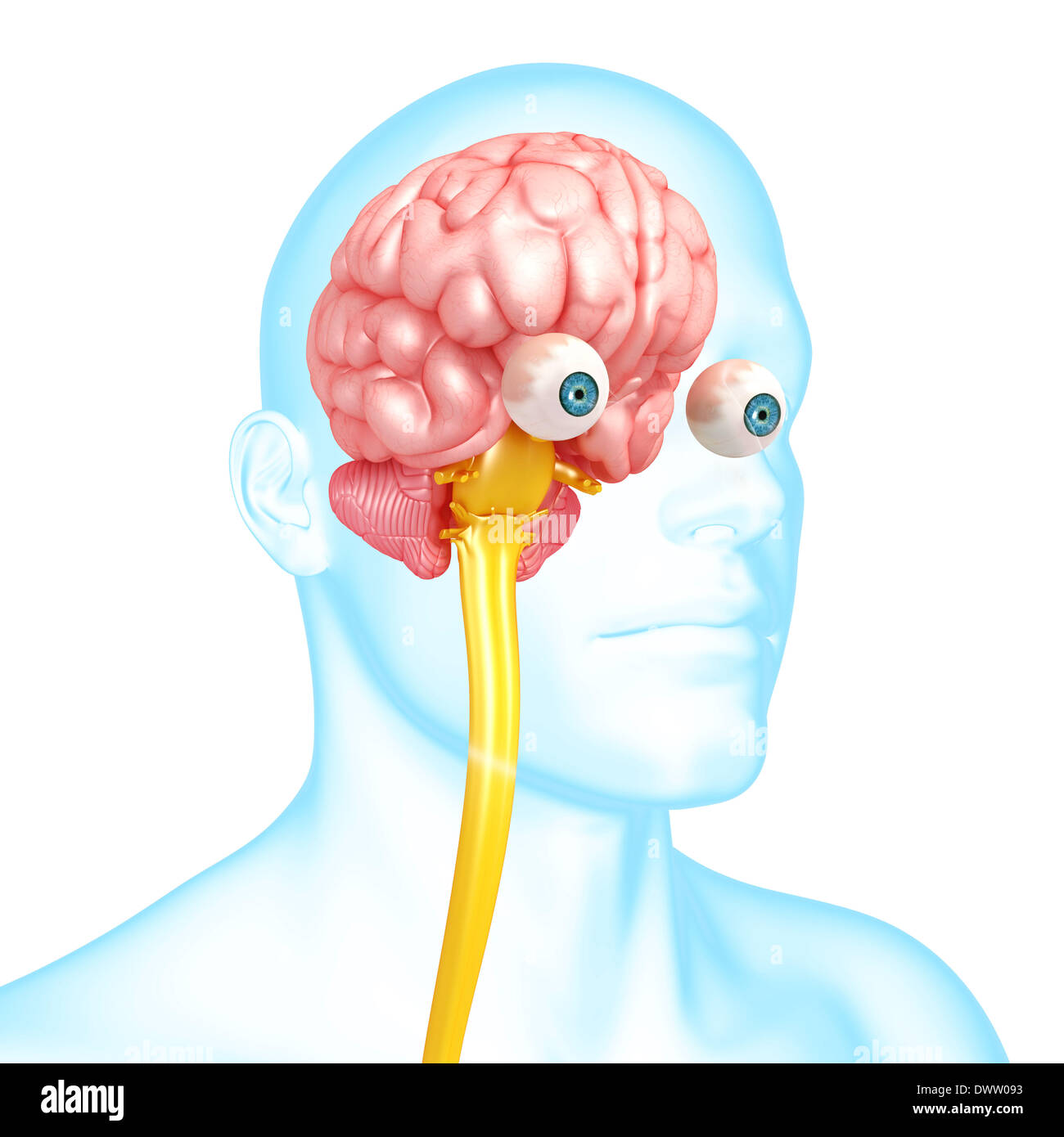 Dessin du cerveau vue Banque D'Images