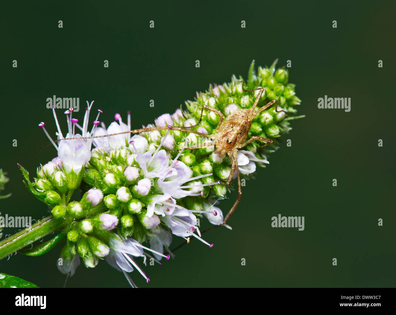 Une fleur de menthe sauvage sur harvestman Banque D'Images