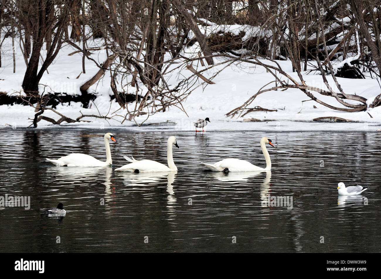 Et les Cygnes trompettes en sourdine. Cygnus olor / Cygnus buccinator Banque D'Images