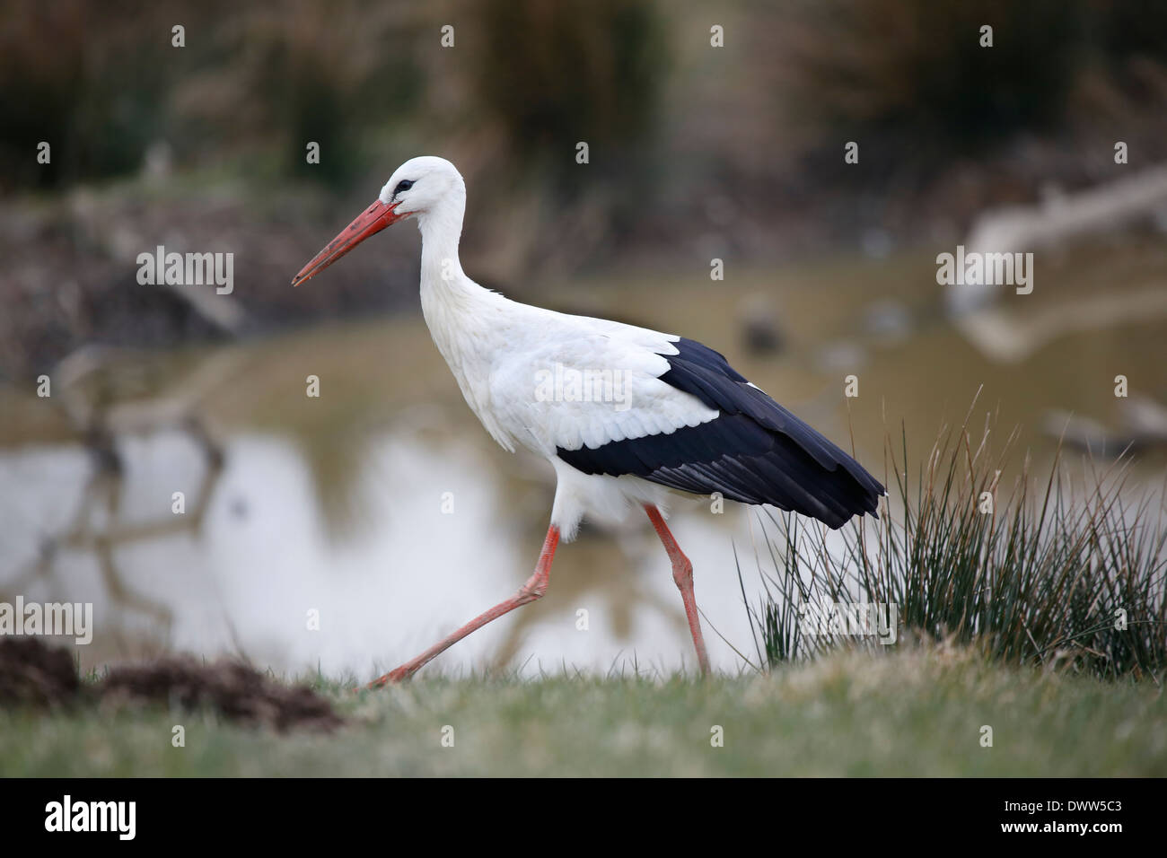 Cigogne Blanche (Ciconia ciconia) est un grand oiseau de la famille des Ciconiidae cigogne Banque D'Images