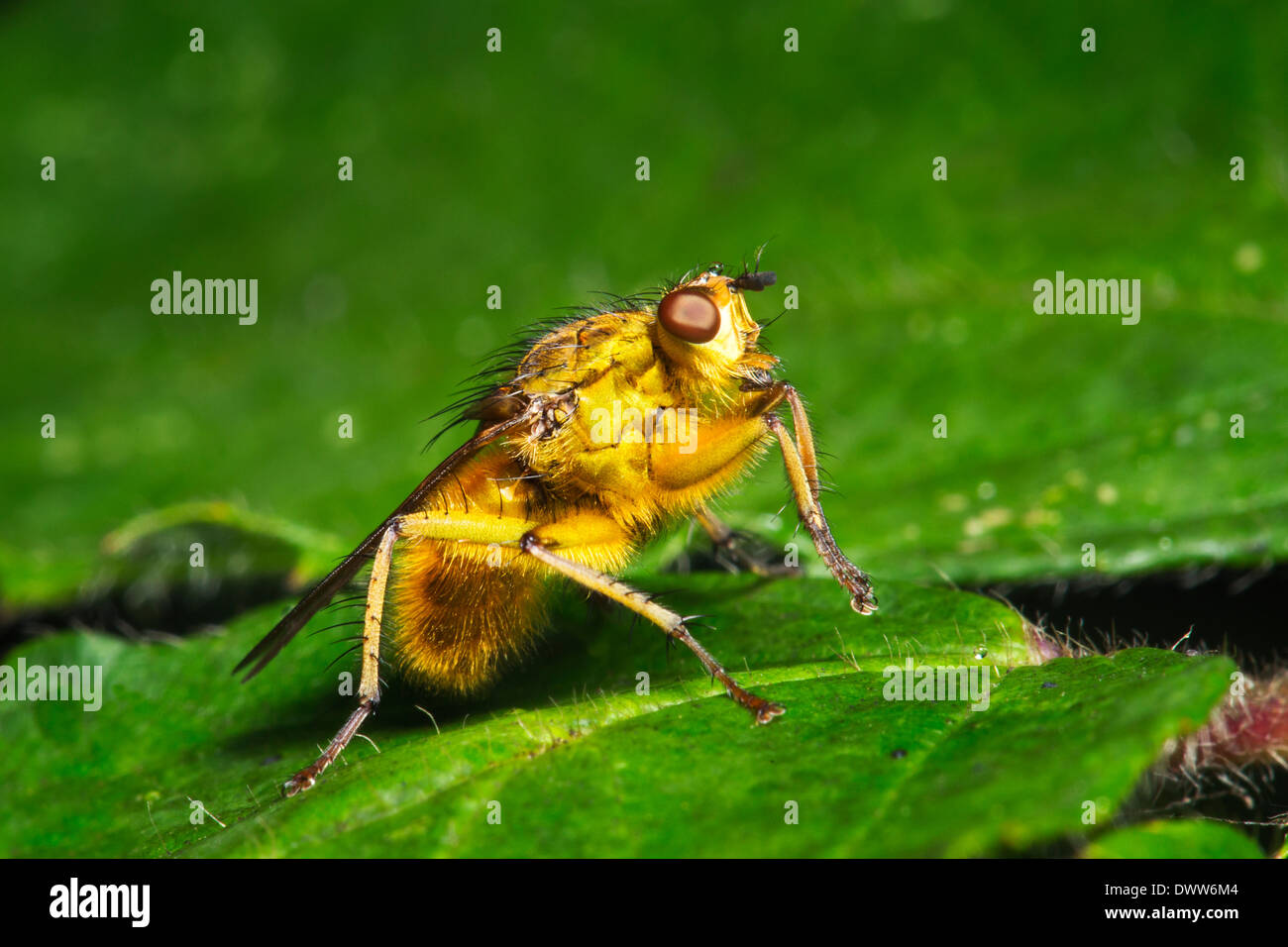 Dung Fly, Scathophagidae Banque D'Images