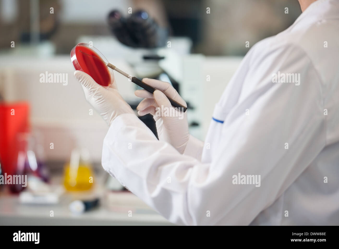 Scientist examining petri avec échantillon de sang Banque D'Images