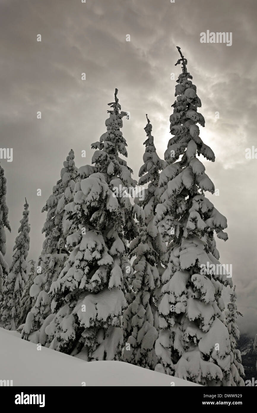 WASHINGTON - Les arbres sur un jour de tempête sur Amabilis Montagne dans la forêt nationale de Wenatchee. Banque D'Images