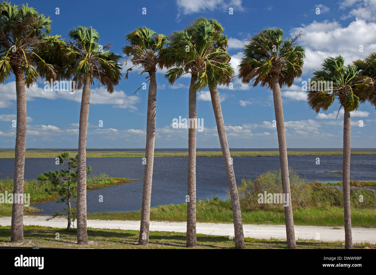 Okeechobee, en Floride - palmiers sur la rive du lac Okeechobee. Banque D'Images