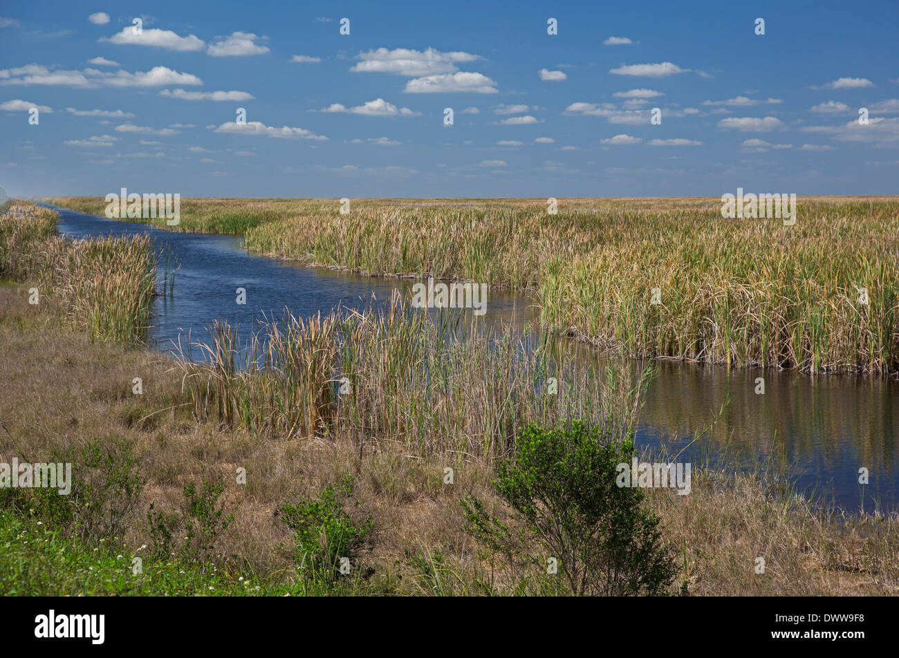 La plus grande zone humide au monde permet de réduire la quantité de phosphore provenant de terres agricoles dans les Everglades. Banque D'Images