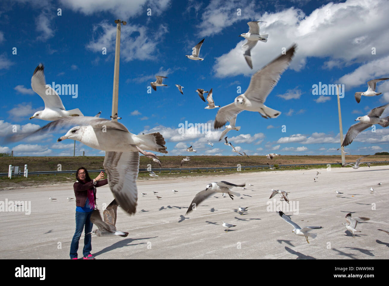 Okeechobee, en Floride - Une femme nourrit près de goélands du lac Okeechobee. Banque D'Images