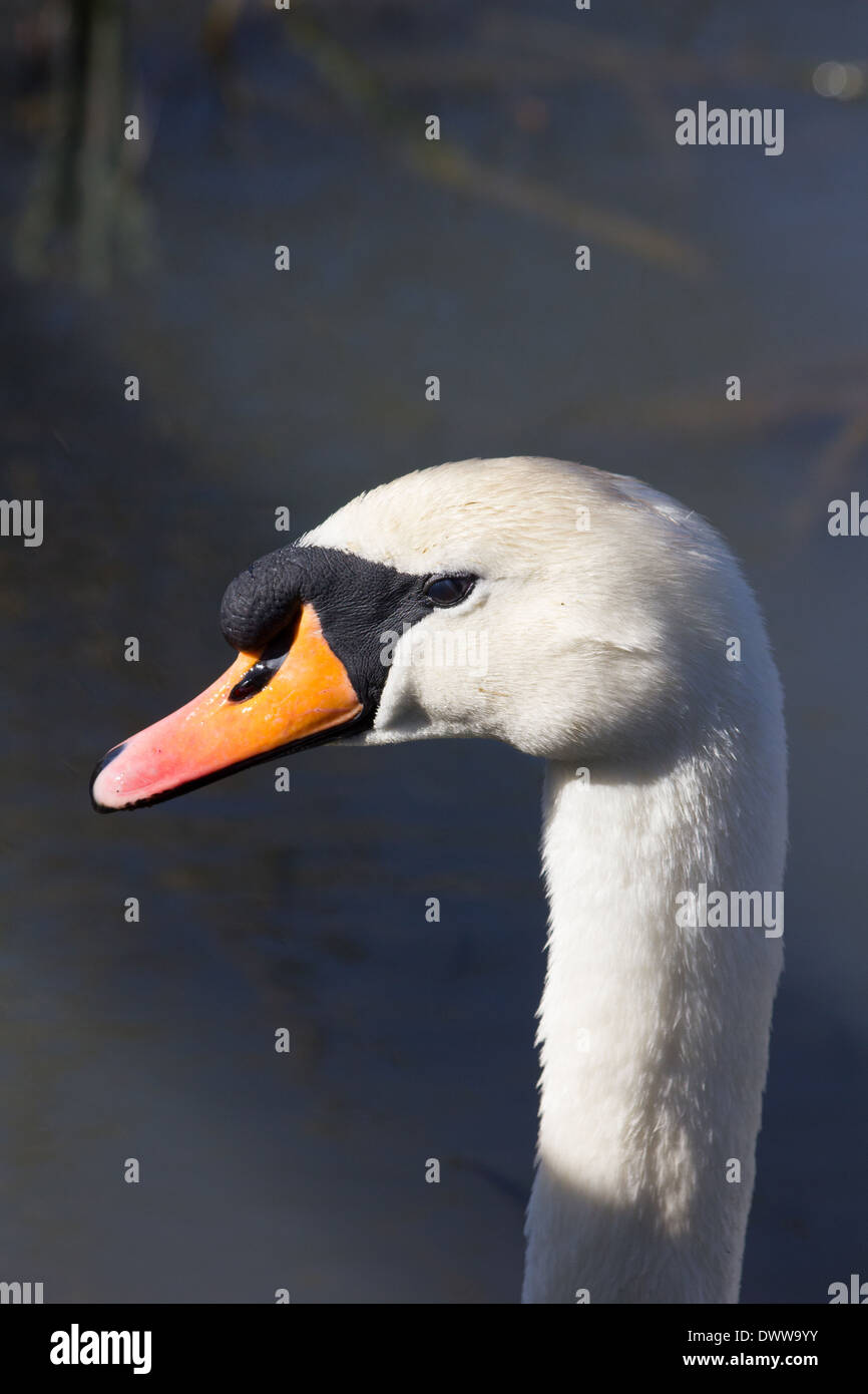 Cygne muet close up de tête dans sunshine Banque D'Images